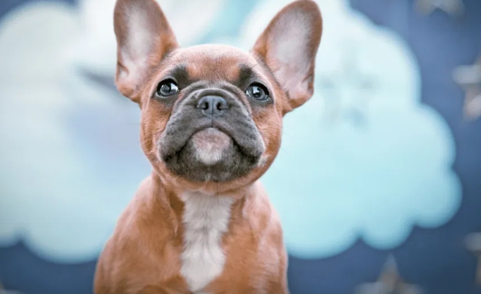 blue fawn french bulldog