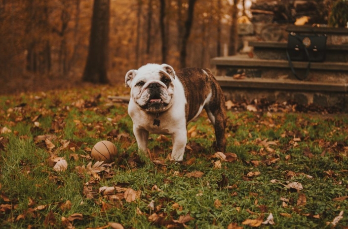 victorian bulldog puppies