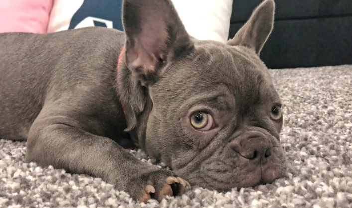 lavender french bulldog