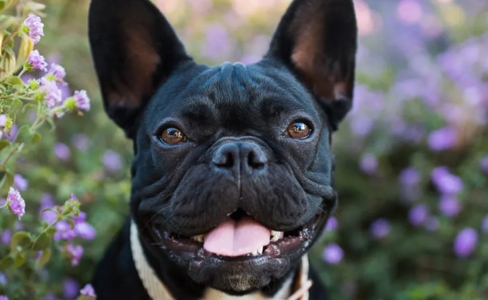 mini french bulldog price