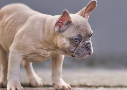 blue fawn merle french bulldog