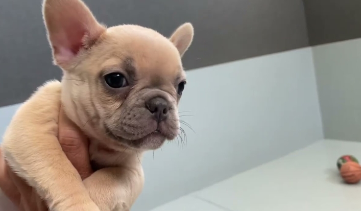 lilac fawn french bulldog