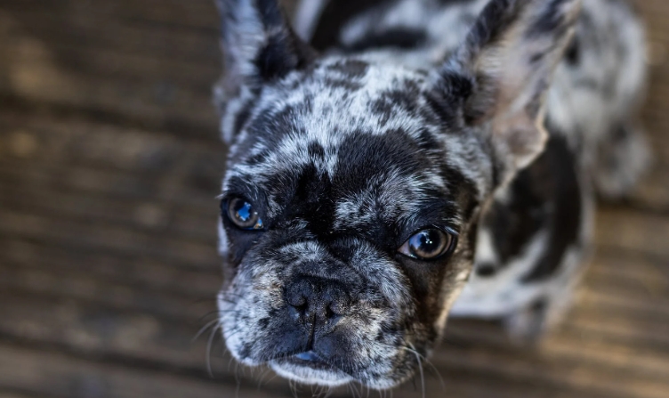 merle french bulldog puppies