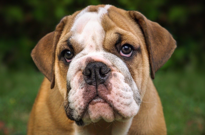 teacup bulldog