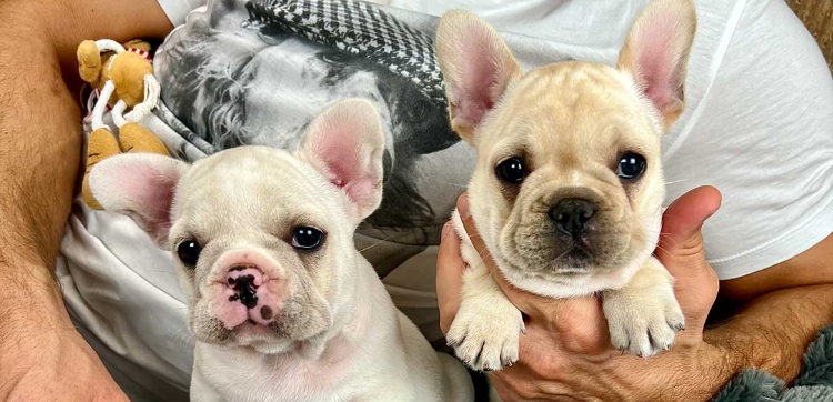 french bulldog rehoming