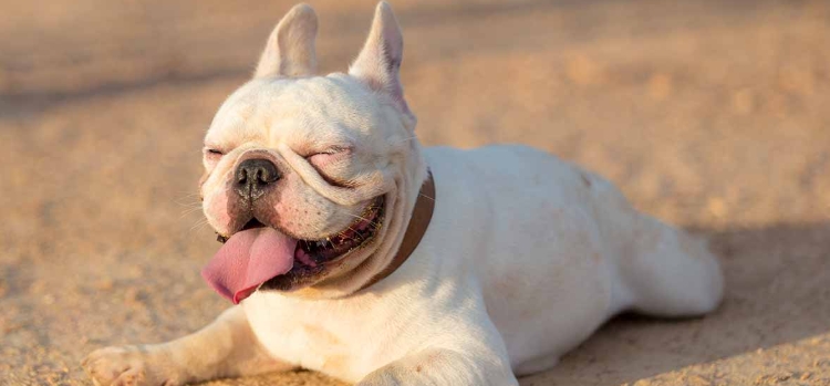 white french bulldog