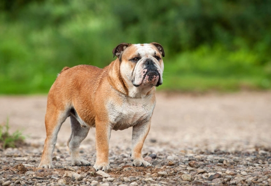 blue english bulldog price