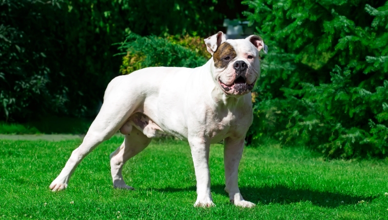 american bulldog breeders near me