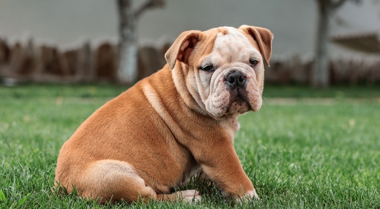 english bulldog puppies for free