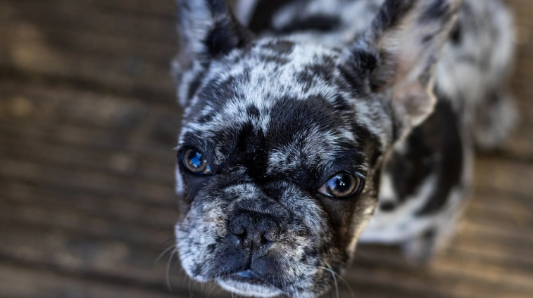 french bulldog merle price