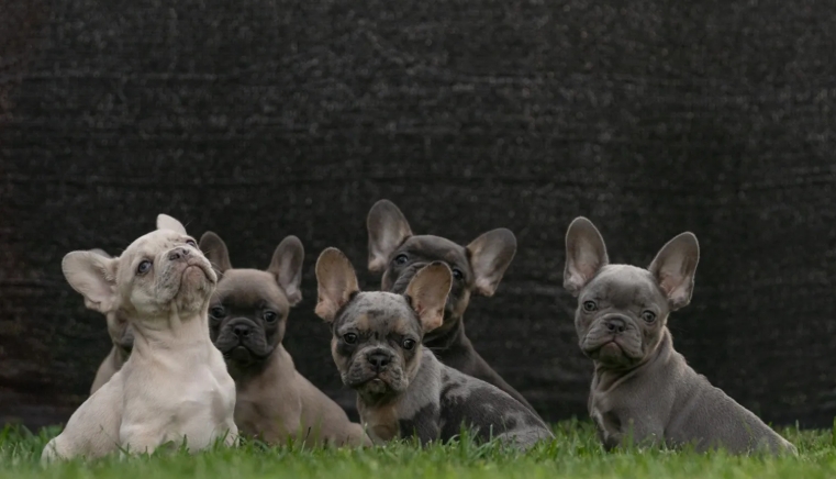 blue french bulldog puppies for sale