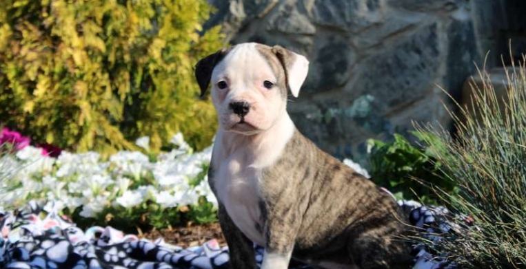 mini bulldogs for sale near me