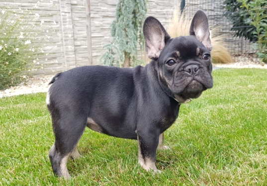 black and brown french bulldog