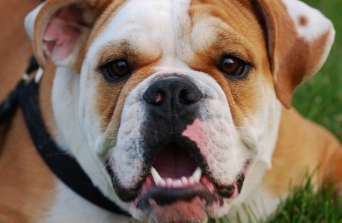 beagle bulldog