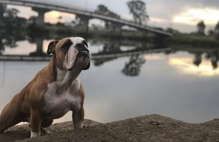 aussie bulldog