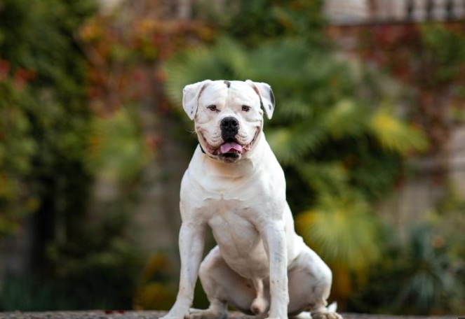 american english bulldog