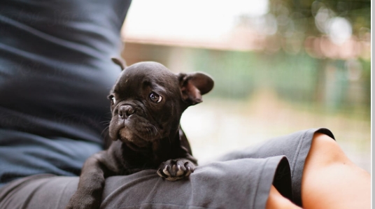 black bulldog puppy