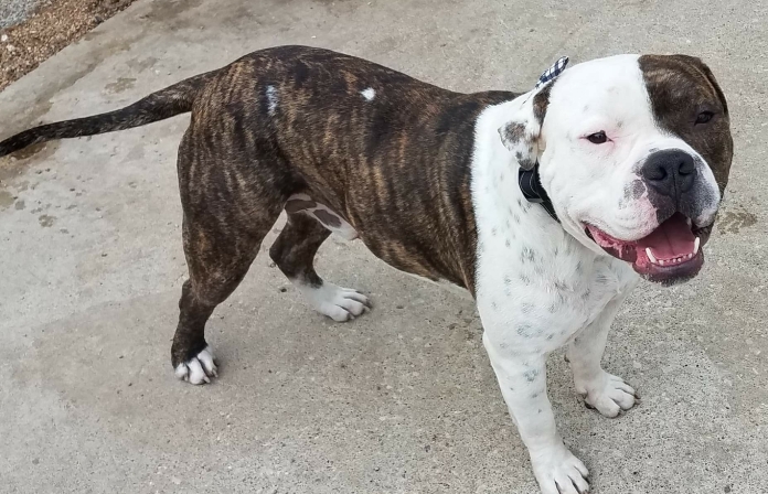 american bulldog brindle