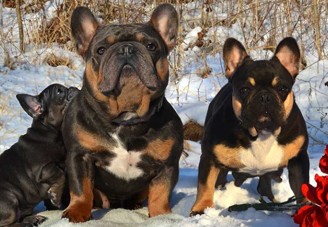 blue and tan french bulldog