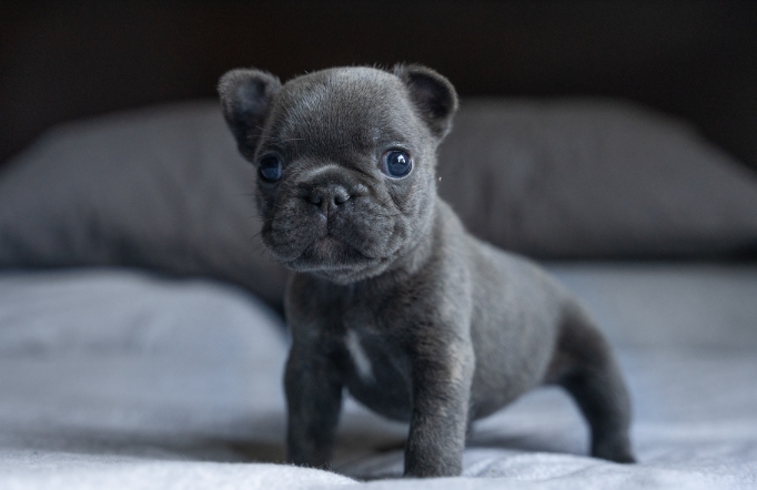 blue eyed french bulldog