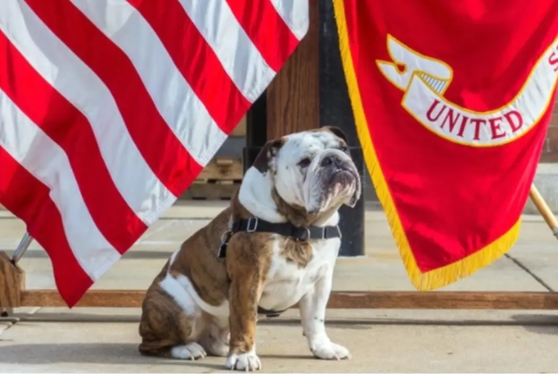 marine corps bulldog