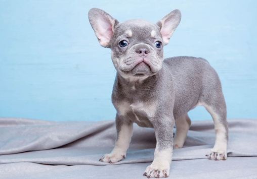 blue nose french bulldog