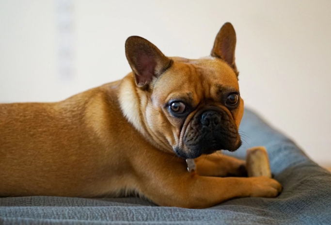 brown french bulldog