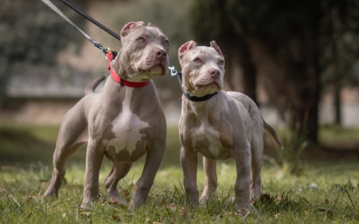 american bully xl puppy