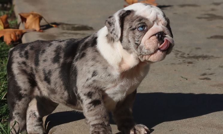 merle english bulldog