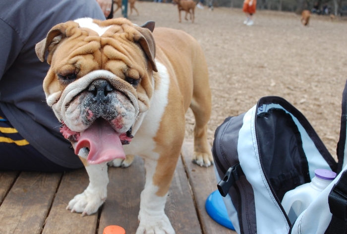 wrinkly bulldogs