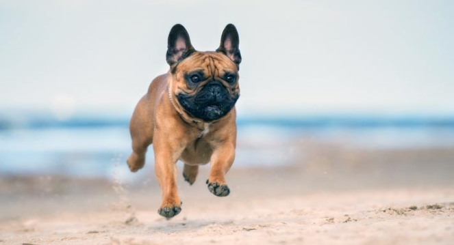 owning a french bulldog