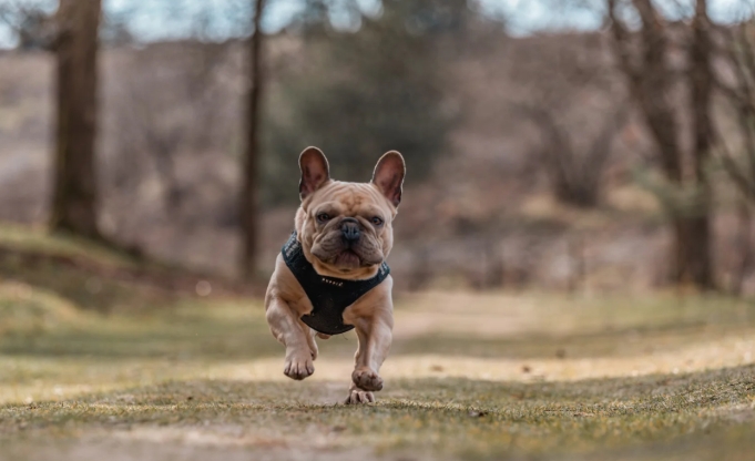 Purebred French Bulldog Price