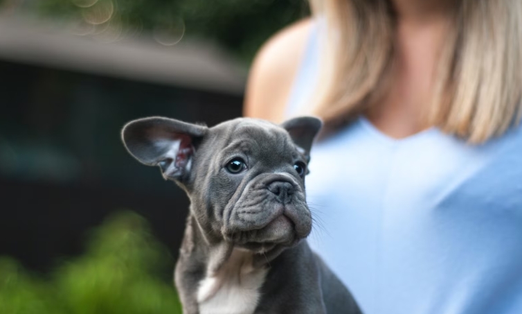 miniature english bulldog puppies