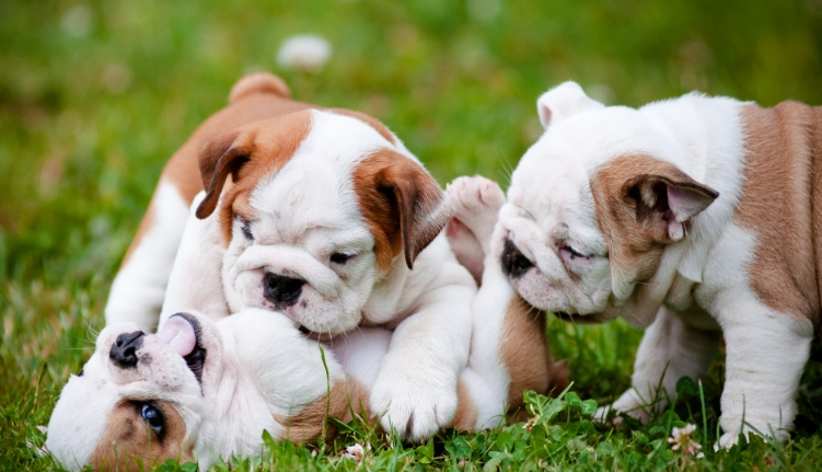 english bulldog puppies price