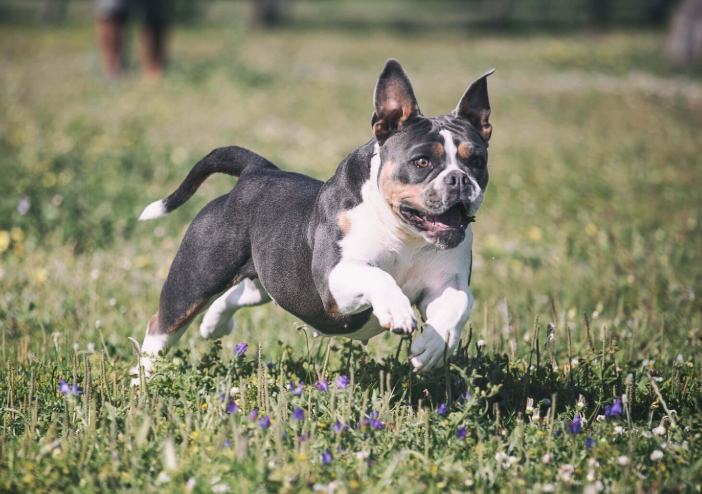 british bulldog puppies for sale near me