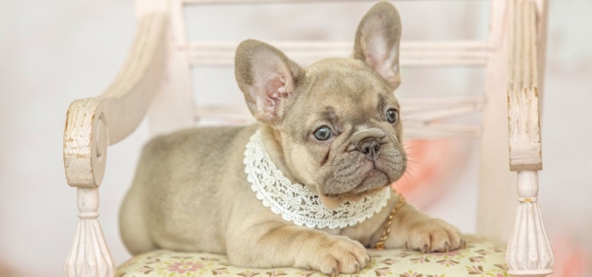 exotic french bulldog