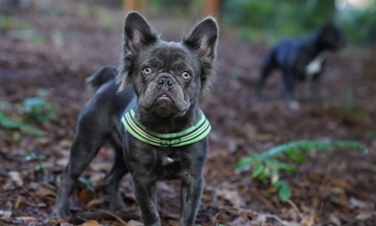 french bulldog fluffy price