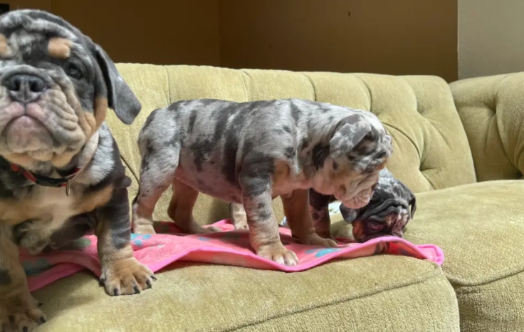 merle english bulldog puppies for sale