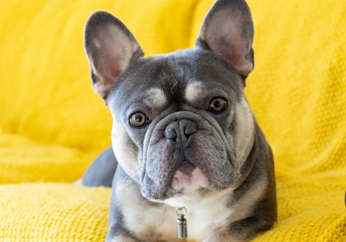 french bulldog stud