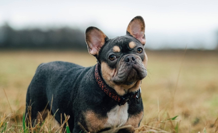 a french bulldog