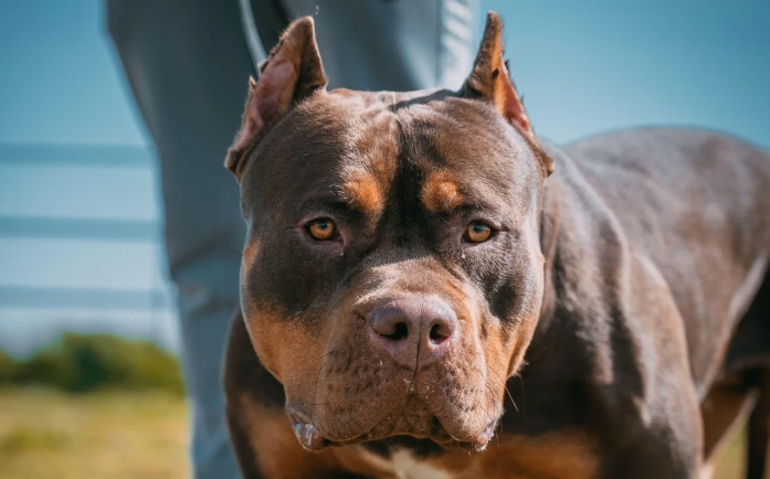 american xl bully puppies for sale