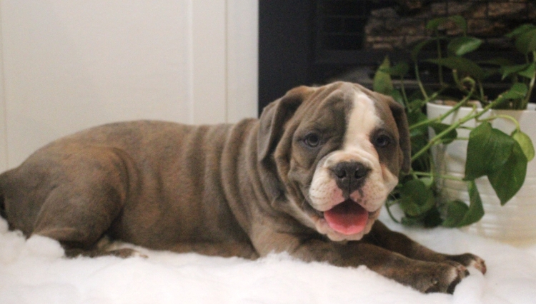 old english bulldog puppies