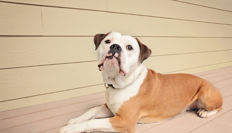 olde english bulldogge breeders