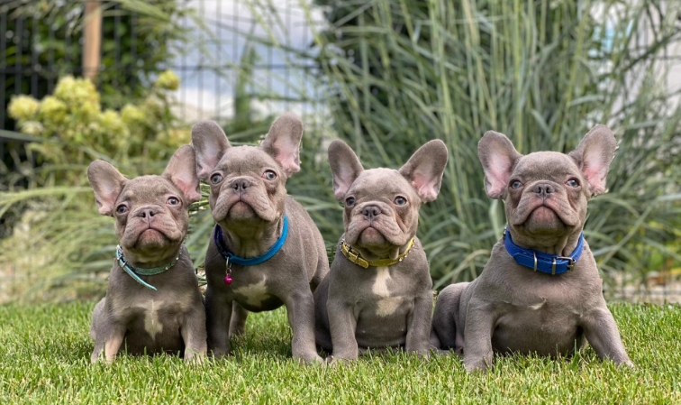 lilac and tan french bulldog