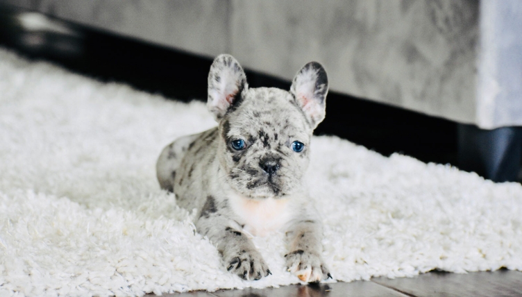 teacup french bulldog puppies for sale