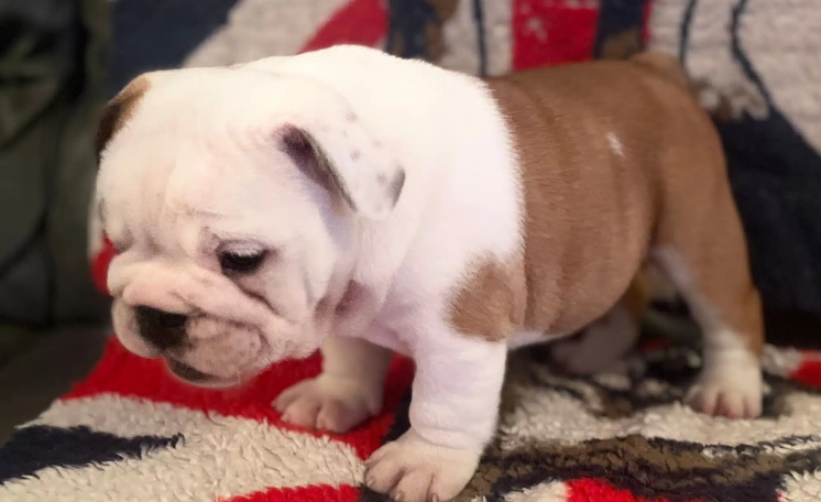 british bulldog puppies for sale