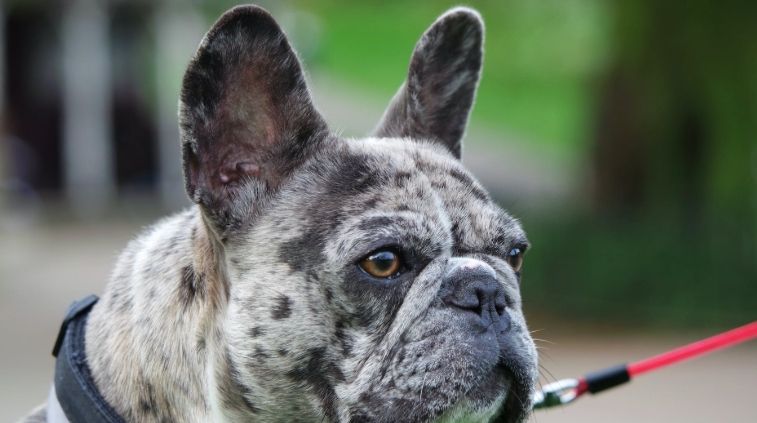 blue merle french bulldog price