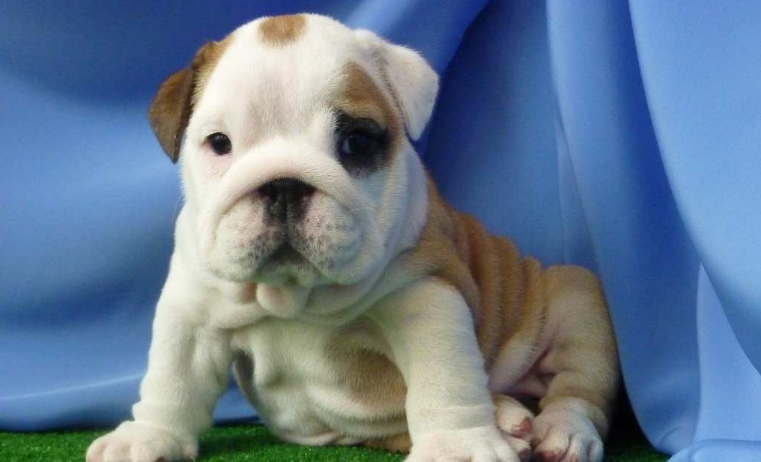 mini bulldog puppies