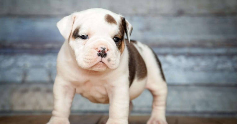 english bulldog puppies for sale cheap near me under $500