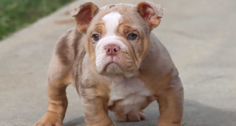 english bulldog adoption near me